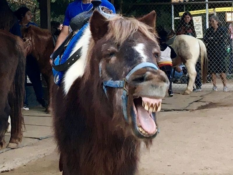 Happy Pony. Click for full size. Happy Pony image. Click for full size.