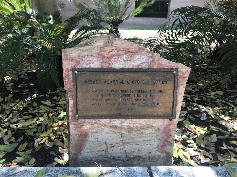 Webber Memorial Cycad Collection Marker. Click for full size. Webber Memorial Cycad Collection Marker image. Click for full size.