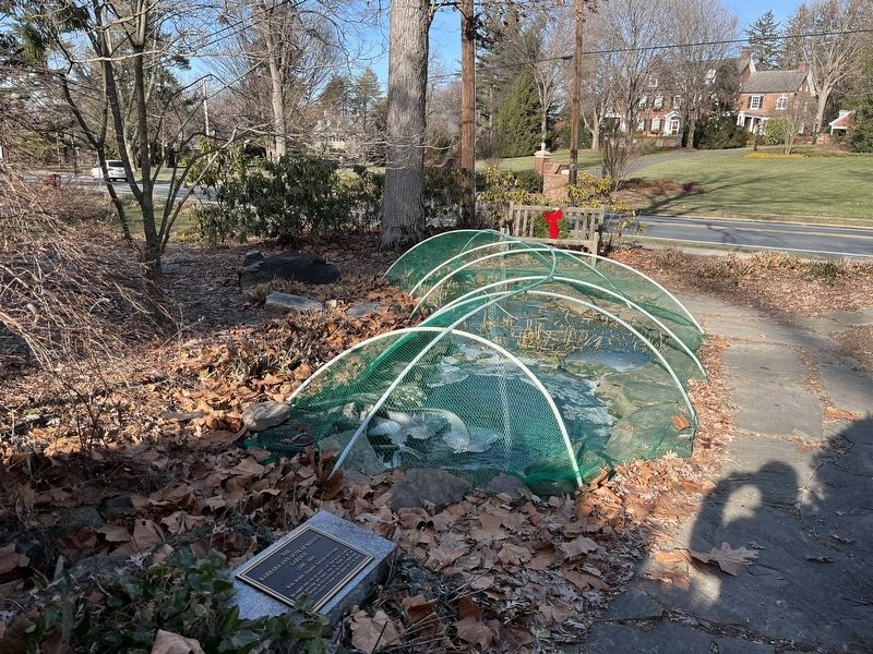 The Frog Pond. Click for full size. The Frog Pond image. Click for full size.