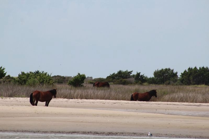 Wild horses of Shackleford Banks.. Click for full size. Wild horses of Shackleford Banks. image. Click for full size.