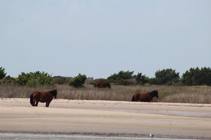 Wild horses of Shackleford Banks. image. Click for full size.
