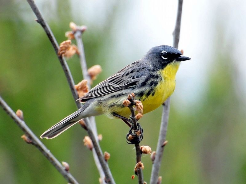 The Return of Kirtland's Warbler. Click for full size. The Return of Kirtland's Warbler image. Click for full size.