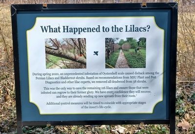 What Happened to the Lilacs? Marker. Click for full size. What Happened to the Lilacs? Marker image. Click for full size.