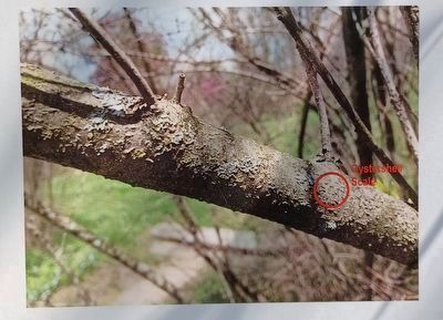 What Happened to the Lilacs? Marker left image. Click for full size. What Happened to the Lilacs? Marker left image image. Click for full size.