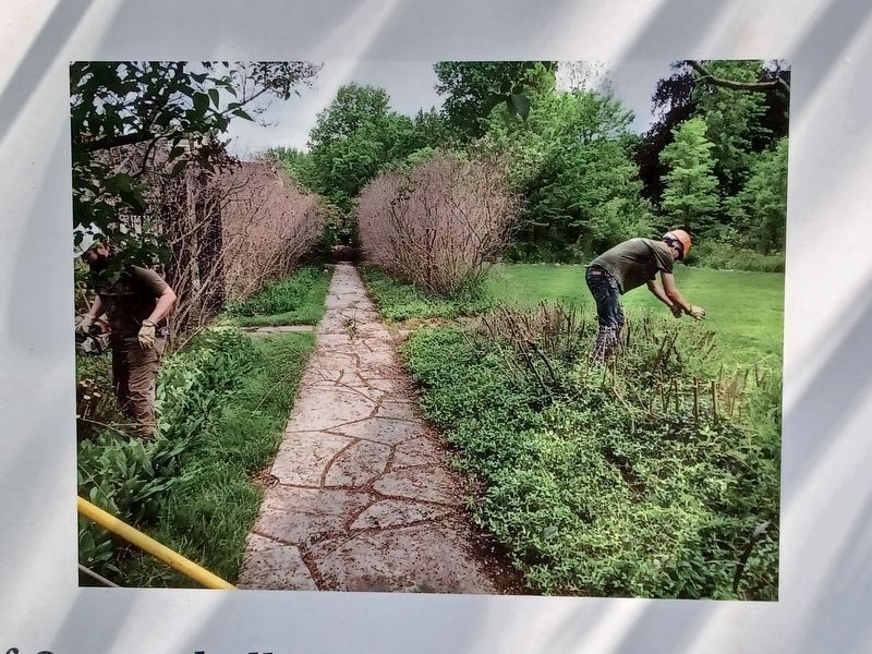 What Happened to the Lilacs? Marker  right image image. Click for full size.