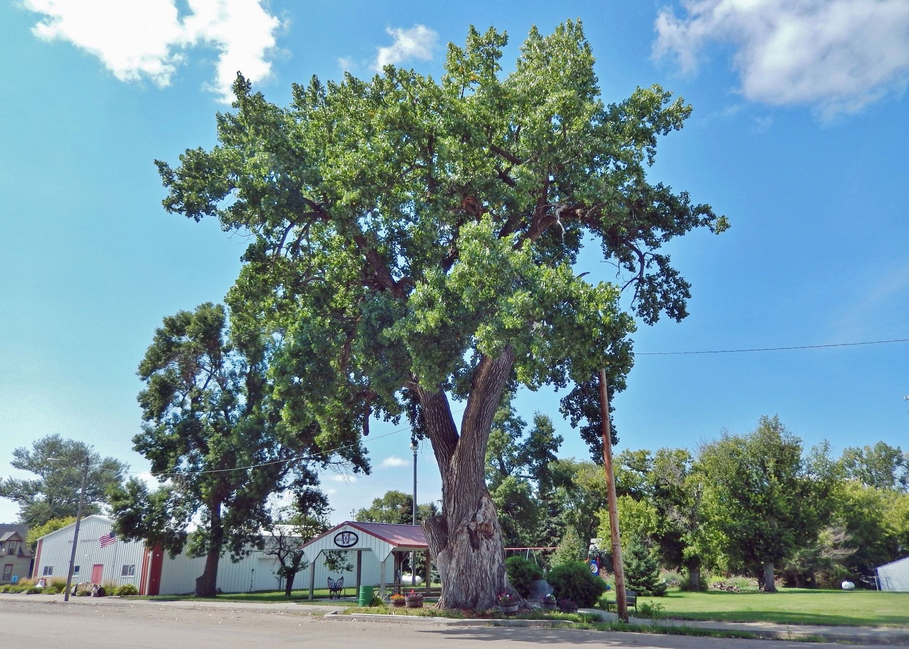 The Henry Centennial Tree image. Click for full size.