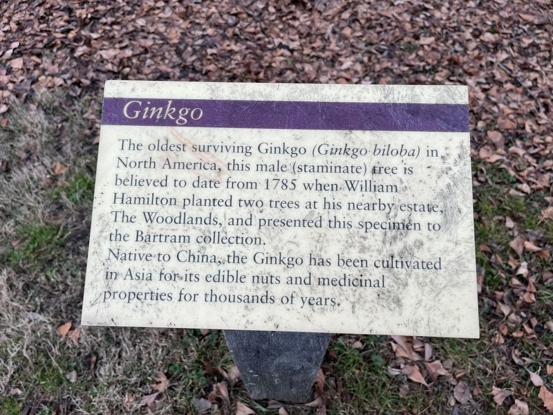 Ginkgo Marker. Click for full size. Ginkgo Marker image. Click for full size.