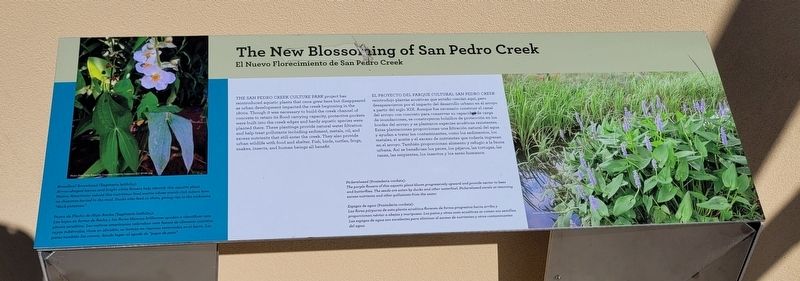 The New Blossoming of San Pedro Creek Marker image. Click for full size.