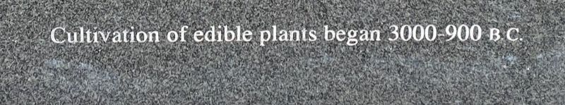 Cultivation of edible plants in Tennessee Marker. Click for full size. Cultivation of edible plants in Tennessee Marker image. Click for full size.