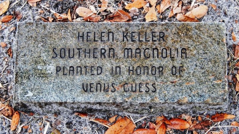 Hellen Keller Southern Magnolia Marker image. Click for full size.