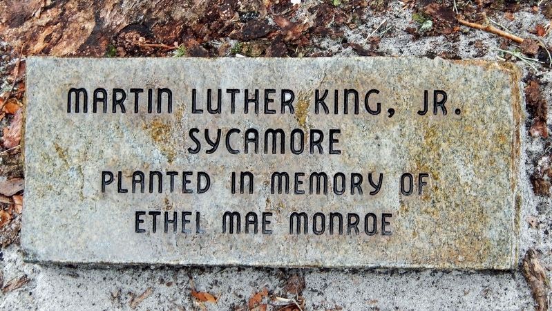 Martin Luther King, Jr. Sycamore Marker. Click for full size. Martin Luther King, Jr. Sycamore Marker image. Click for full size.