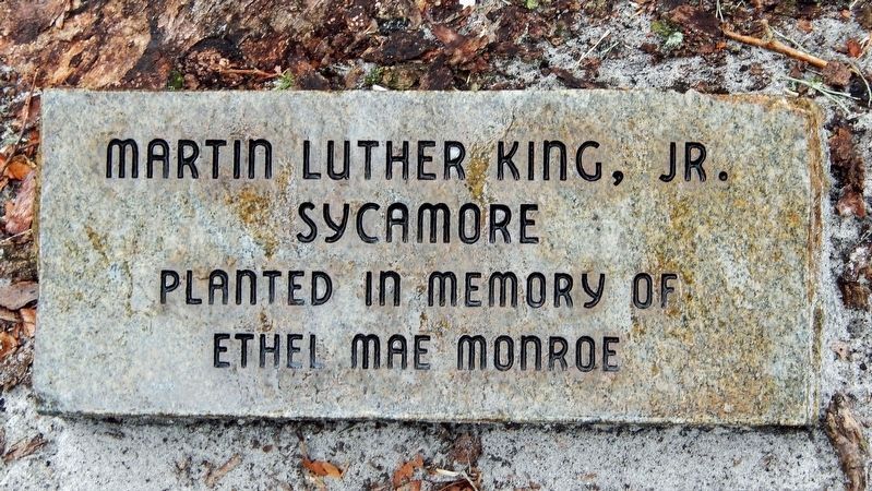 Martin Luther King, Jr. Sycamore Marker image. Click for full size.