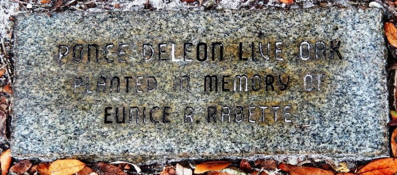 Ponce de Le�n Live Oak Marker image. Click for full size.