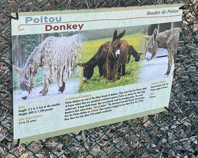 Poitou Donkey Marker. Click for full size. Poitou Donkey Marker image. Click for full size.
