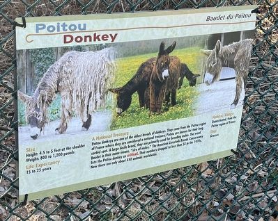 Poitou Donkey Marker image. Click for full size.