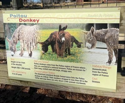 Poitou Donkey Marker image. Click for full size.