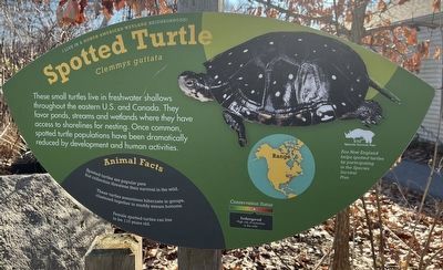 Spotted Turtle Marker. Click for full size. Spotted Turtle Marker image. Click for full size.