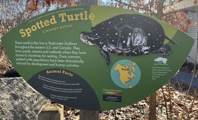 Spotted Turtle Marker image. Click for full size.