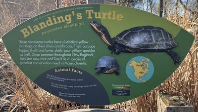 Blanding's Turtle Marker. Click for full size. Blanding's Turtle Marker image. Click for full size.