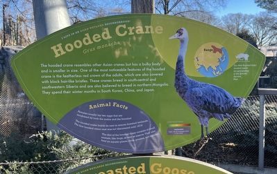 Hooded Crane Marker. Click for full size. Hooded Crane Marker image. Click for full size.