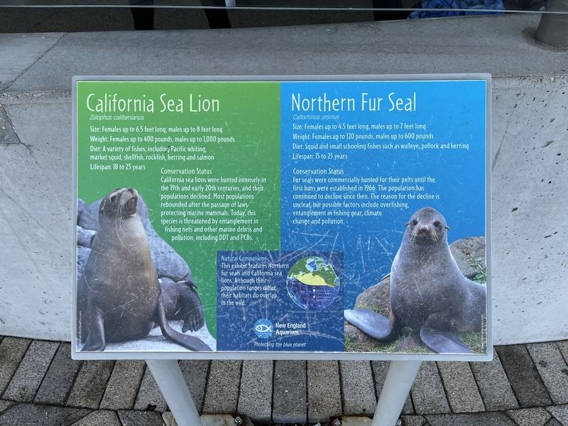 California Sea Lion / Northern Fur Seal Marker. Click for full size. California Sea Lion / Northern Fur Seal Marker image. Click for full size.