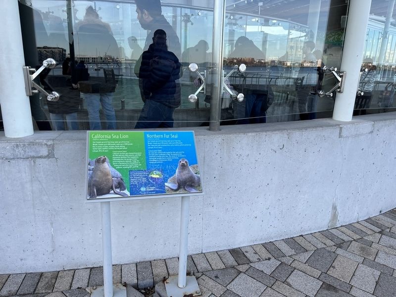 California Sea Lion / Northern Fur Seal Marker. Click for full size. California Sea Lion / Northern Fur Seal Marker image. Click for full size.