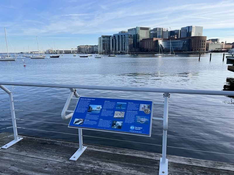 Marine Life in Boston Harbor Marker. Click for full size. Marine Life in Boston Harbor Marker image. Click for full size.