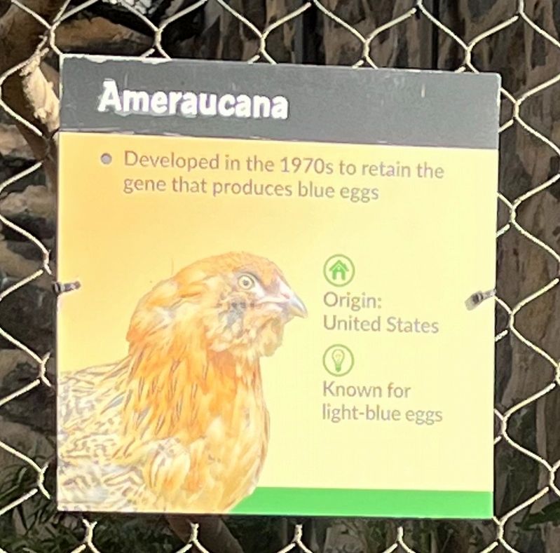 Ameraucana Marker image. Click for full size.