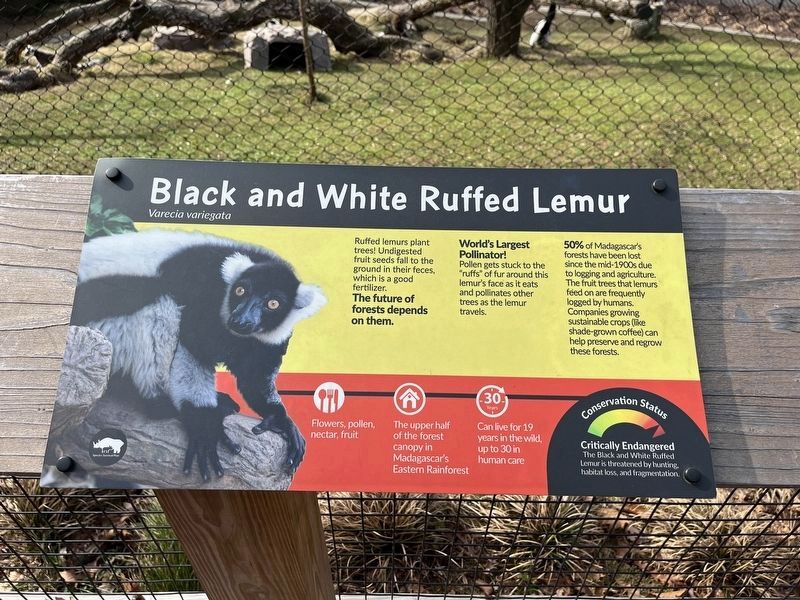 Black and White Ruffed Lemur Marker image. Click for full size.