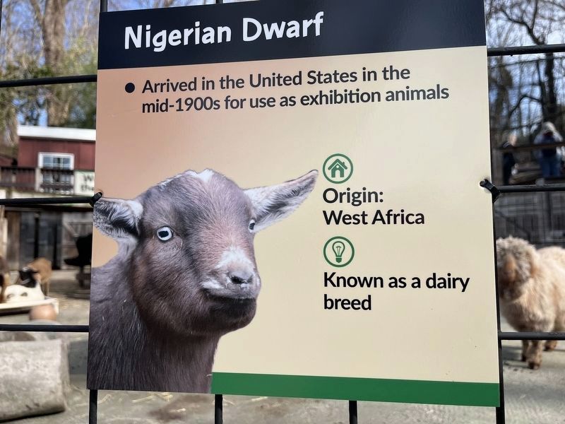 Nigerian Dwarf Marker image. Click for full size.