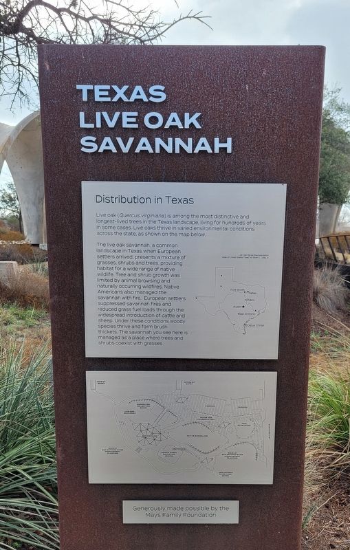 Texas Live Oak Savannah Marker. Click for full size. Texas Live Oak Savannah Marker image. Click for full size.