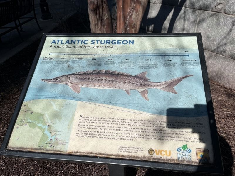 Atlantic Sturgeon Marker image. Click for full size.