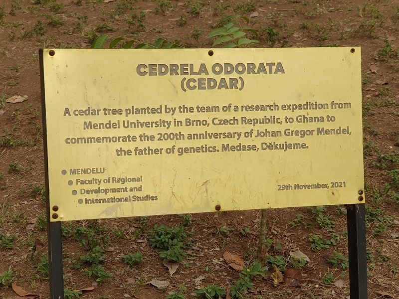 Cedrela odorata (Cedar) Marker. Click for full size. Cedrela odorata (Cedar) Marker image. Click for full size.