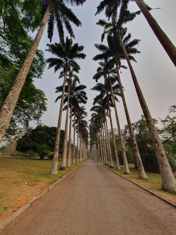 Nearby entryway lined by palms. Click for full size. Nearby entryway lined by palms image. Click for full size.