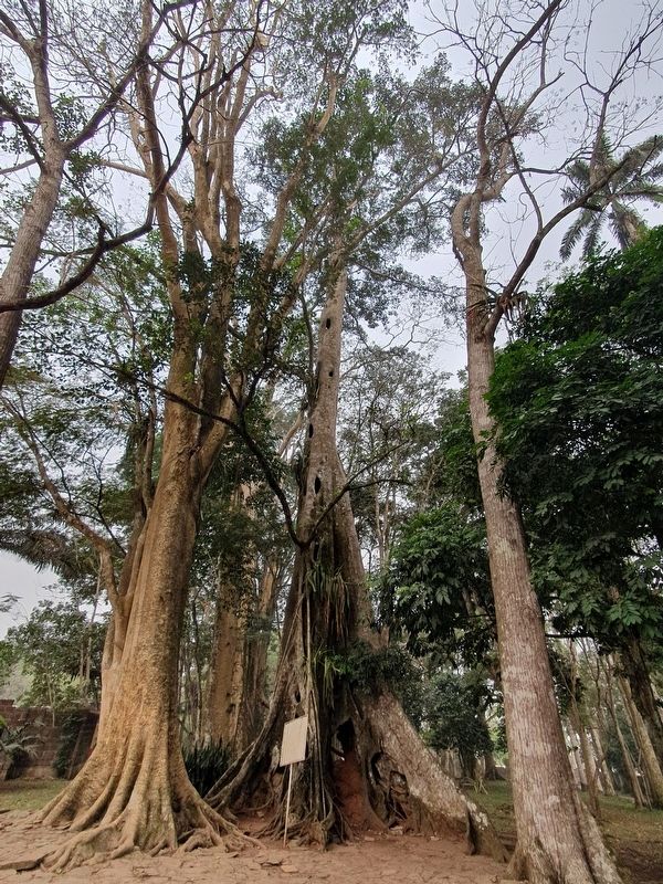 A famous hollowed-out tree at the gardens. Click for full size. A famous hollowed-out tree at the gardens image. Click for full size.