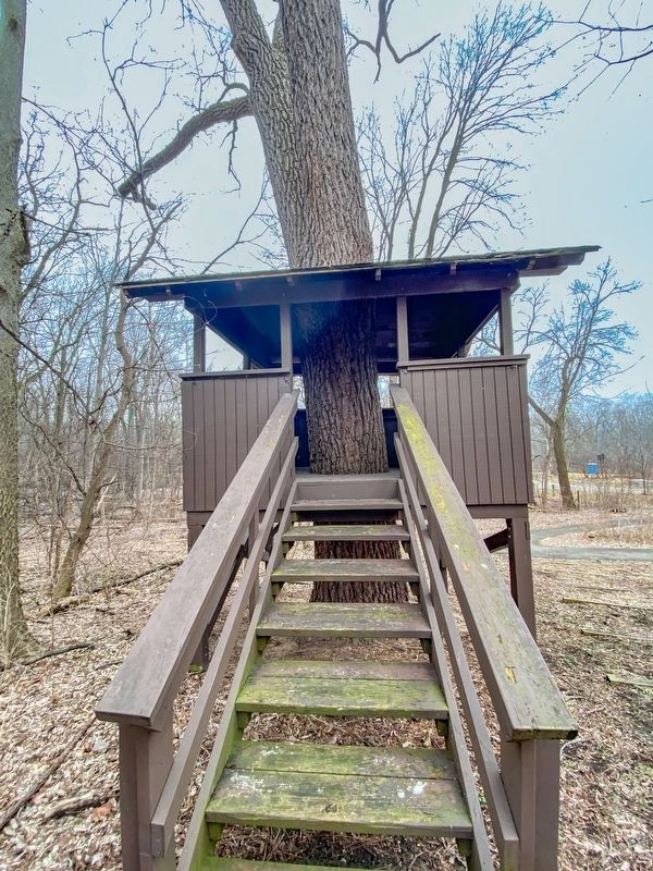 View into Tree House. Click for full size. View into Tree House image. Click for full size.