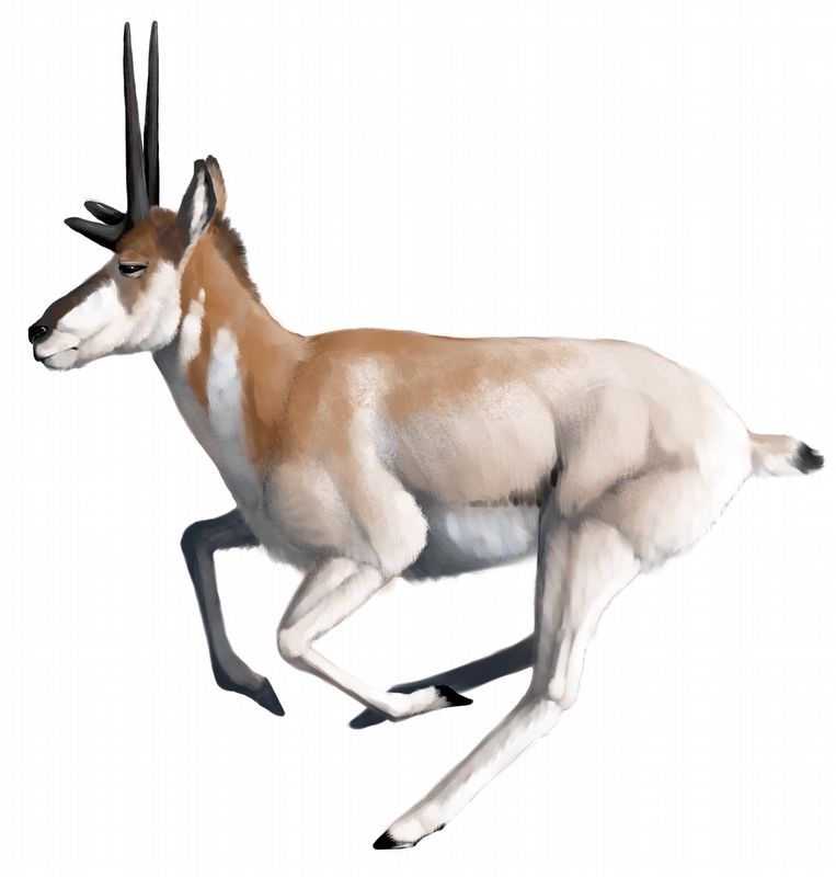 <i>Tetrameryx irvingtonensis</i>. Click for full size. <i>Tetrameryx irvingtonensis</i> image. Click for full size.