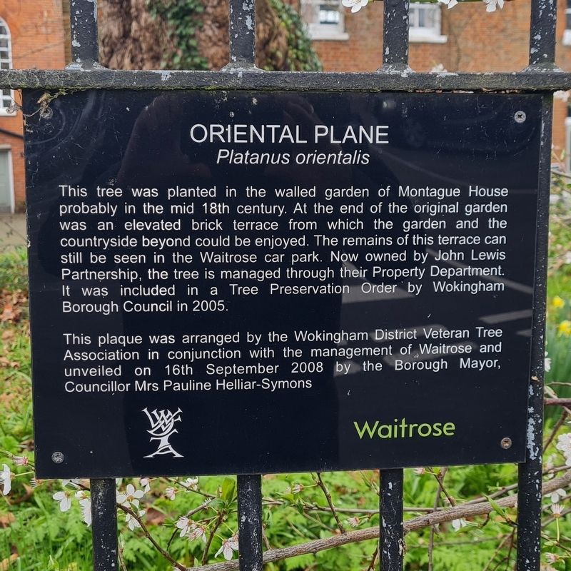 Oriental Plane Marker image. Click for full size.