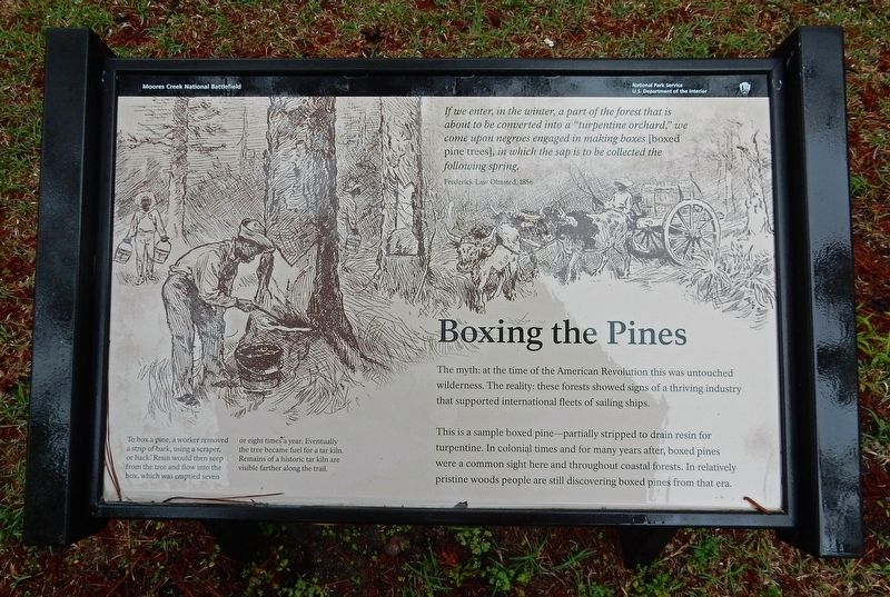 Boxing the Pines Marker image. Click for full size.