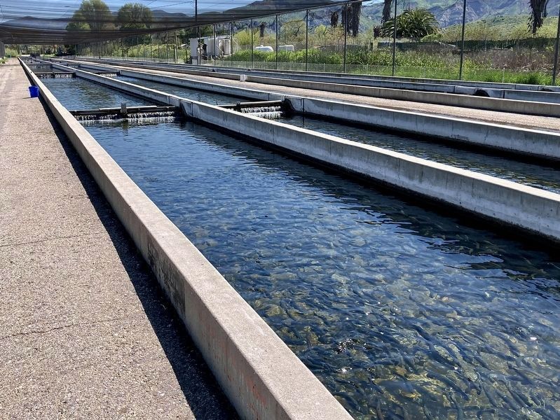 Fillmore Fish Hatchery image. Click for full size.