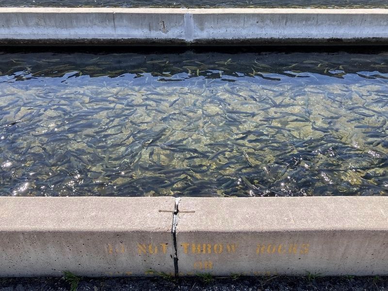 Fillmore Fish Hatchery image. Click for full size.