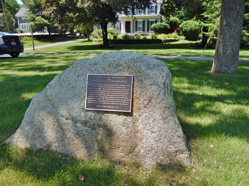 In Honor of Two Magnificent and Historically Significant Trees Marker image. Click for full size.