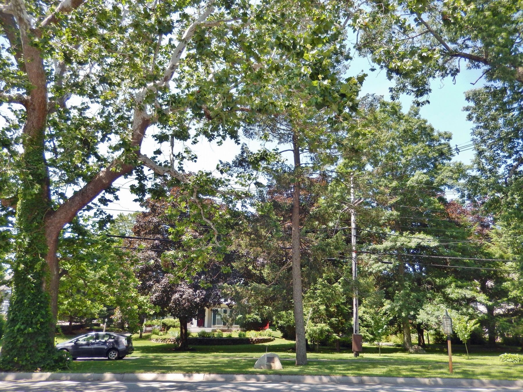 Historic Sycamore Tree image. Click for full size.