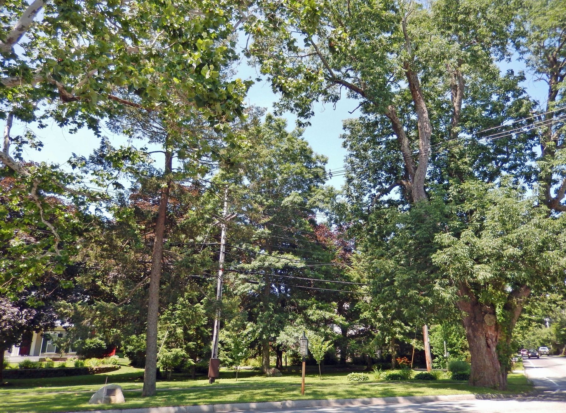 Historic Ash Tree image. Click for full size.