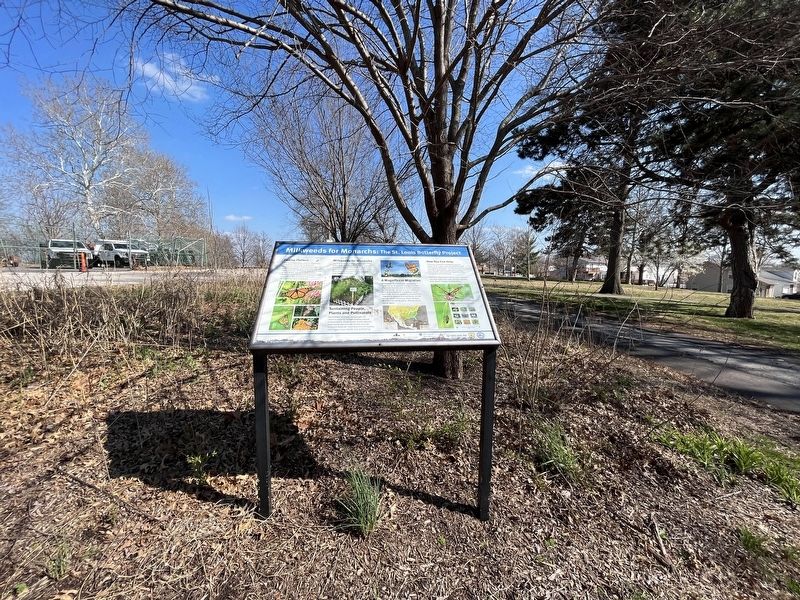 Milkweeds for Monarchs: The St. Louis Butterfly Project Marker. Click for full size. Milkweeds for Monarchs: The St. Louis Butterfly Project Marker image. Click for full size.
