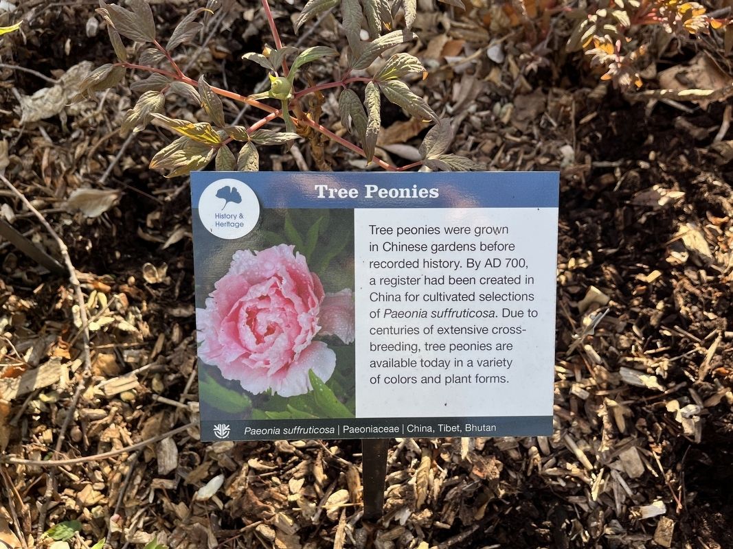 Tree Peonies Marker image. Click for full size.