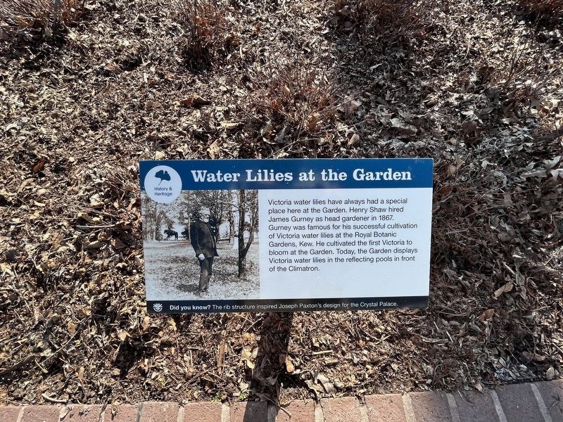 Water Lilies at the Garden Marker. Click for full size. Water Lilies at the Garden Marker image. Click for full size.