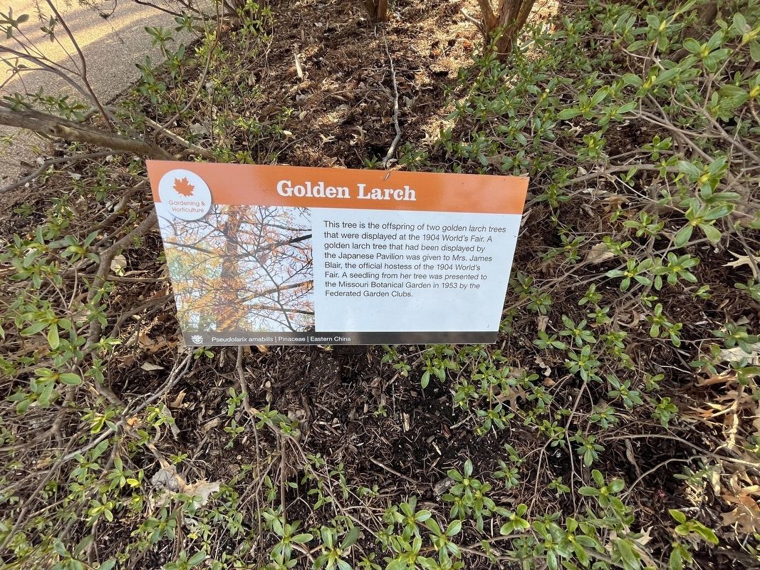 Golden Larch Marker image. Click for full size.