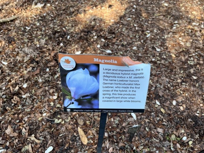 Magnolia Marker. Click for full size. Magnolia Marker image. Click for full size.