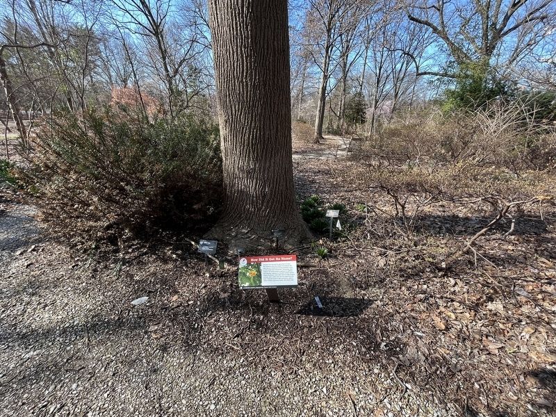 How Did It Get Its Name? Marker. Click for full size. How Did It Get Its Name? Marker image. Click for full size.